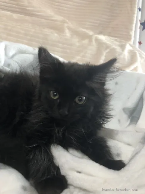 ID：2004-00467の子猫