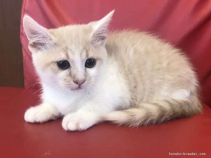 ID:2204-00692の子猫