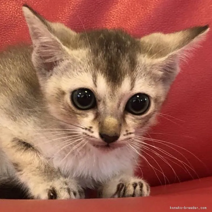 ID：2210-00447の子猫