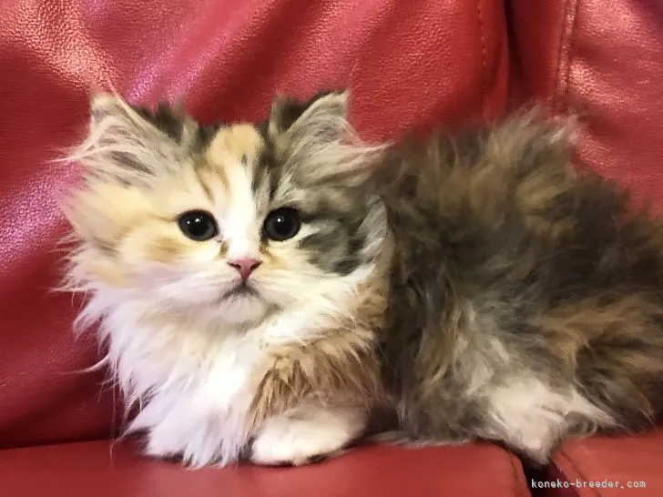 ID:2204-01999の子猫