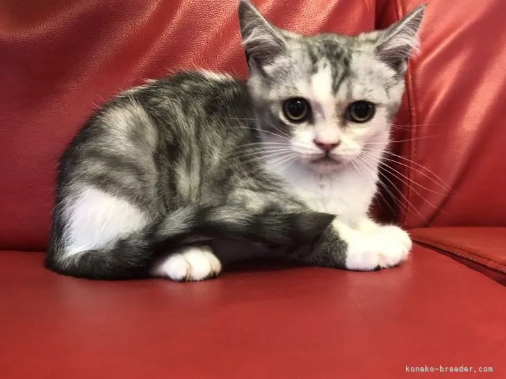 ID:2204-02417の子猫