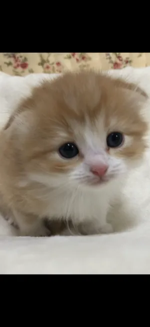 ID：2003-01818の子猫