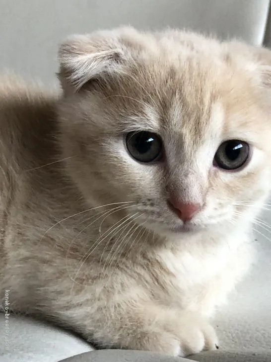 ID：1904-00370の子猫