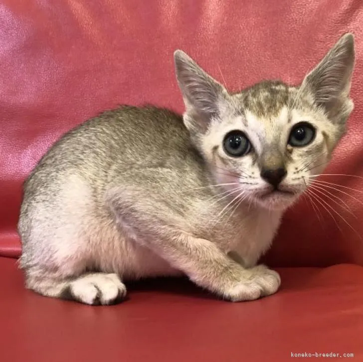 ID:2212-00675の子猫