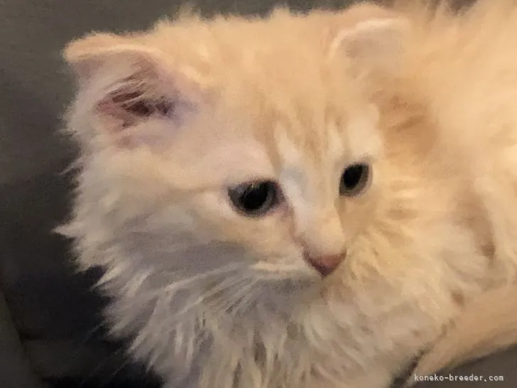 ID:2108-02021の子猫