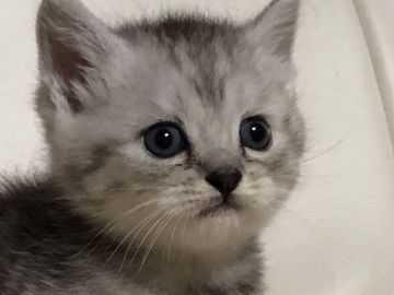 ミヌエット【徳島県・男の子・2019年7月14日・シルバータビー（ショート）】の写真「お目目クリクリのミヌエット🎶」
