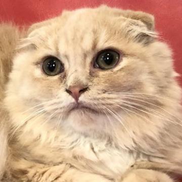 マンチカン【徳島県・男の子・2022年5月11日・クリームタビー（ロング）】の写真「⭐️1匹飼いしていただける方のみ特別販売❗️」
