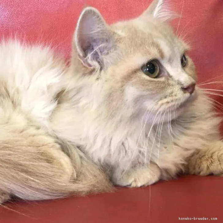 ID：2210-02589の子猫