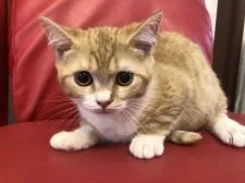 ミヌエット(短足)【徳島県・男の子・2022年1月10日・レッドマッカレルタビーアンドホワイト】の写真2