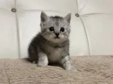 ミヌエット【徳島県・男の子・2019年7月14日・シルバータビー】の写真4