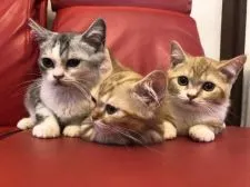 ミヌエット(短足)【徳島県・男の子・2022年1月10日・レッドマッカレルタビーアンドホワイト】の写真5