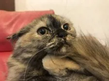 ミヌエット(長足)【徳島県・女の子・2021年12月6日・トーティシェル】の写真5