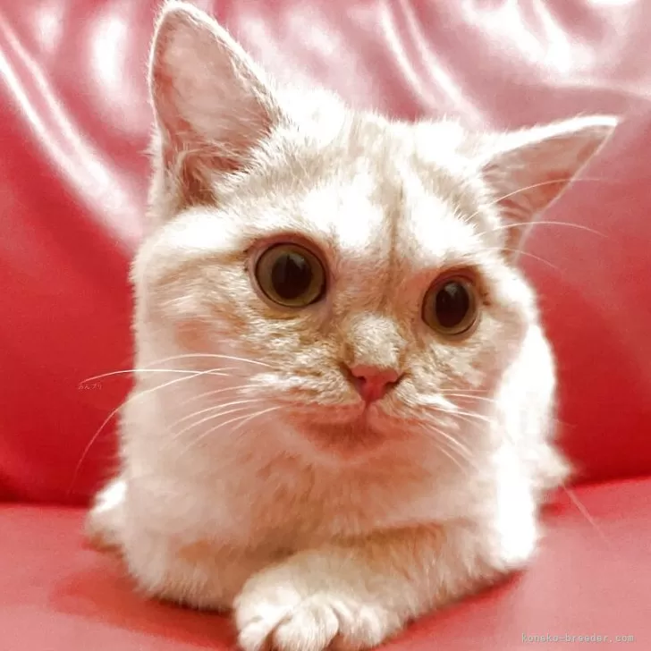 ミヌエット(長足)【徳島県・男の子・2024年4月12日・レッドタビー】の写真1