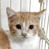 マンチカン(長足)