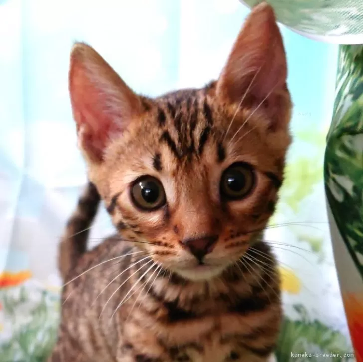 ID:2408-00030の子猫