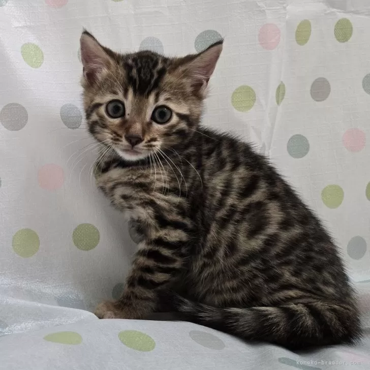 ID：2409-01811の子猫