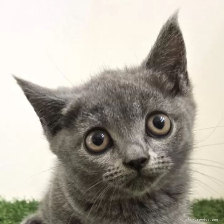 ID：2406-02425の子猫