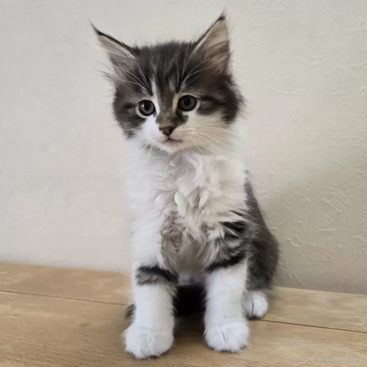 ID:2504-00146の子猫