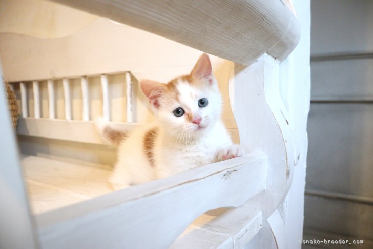 大嶽頼子ブリーダーのブログ：離れようとしない♡あまえんぼなマンチカンの仔猫ちゃん（＊＾▽＾＊）
