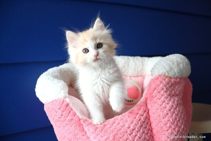 大嶽頼子ブリーダーのブログ：ぴょ～んと抱きついてくる☆抱っこ大好きなマンチカンの仔猫ちゃん＼(^_^)／