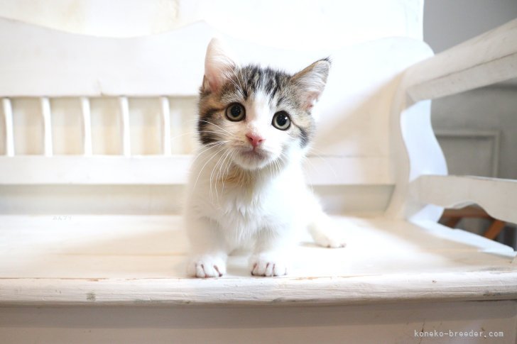 大嶽頼子ブリーダーのブログ：くりっくりのおめめ♡かわいく見つめるマンチカンの仔猫ちゃん(〃'▽'〃)