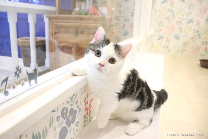 大嶽頼子ブリーダーのブログ：新しいご家族の元へ♬マンチカンの仔猫ちゃん(^▽^)