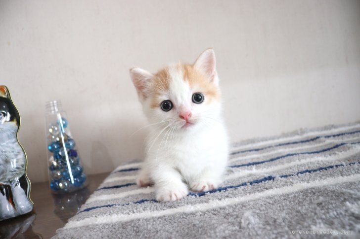 大嶽頼子ブリーダーのブログ：デビューしました！！かわいすぎるマンチカンの仔猫ちゃん(｡･ω･｡)