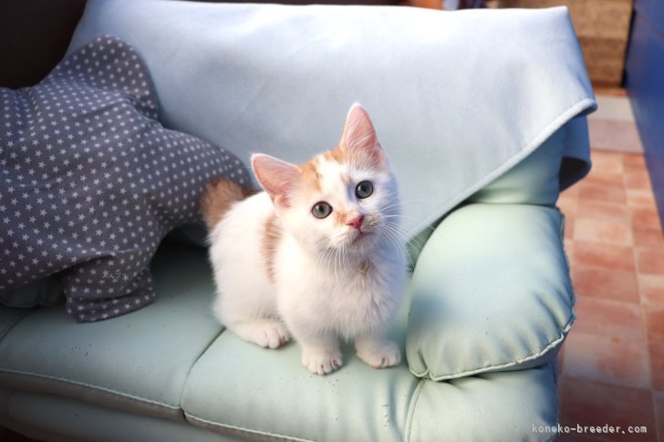 大嶽頼子ブリーダーのブログ：トコトコ大冒険♬短いおててのマンチカンの仔猫ちゃん(*^_^*)