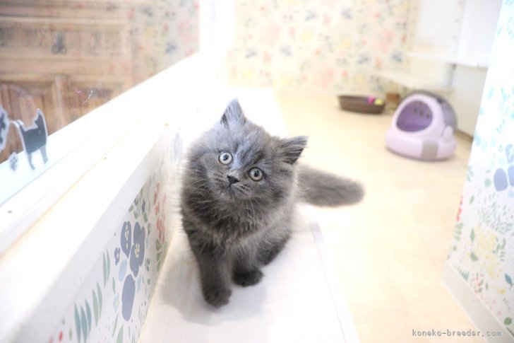 大嶽頼子ブリーダーのブログ：おもちゃで遊ぶの大好き♡スコティッシュの仔猫ちゃん(≧∀≦)