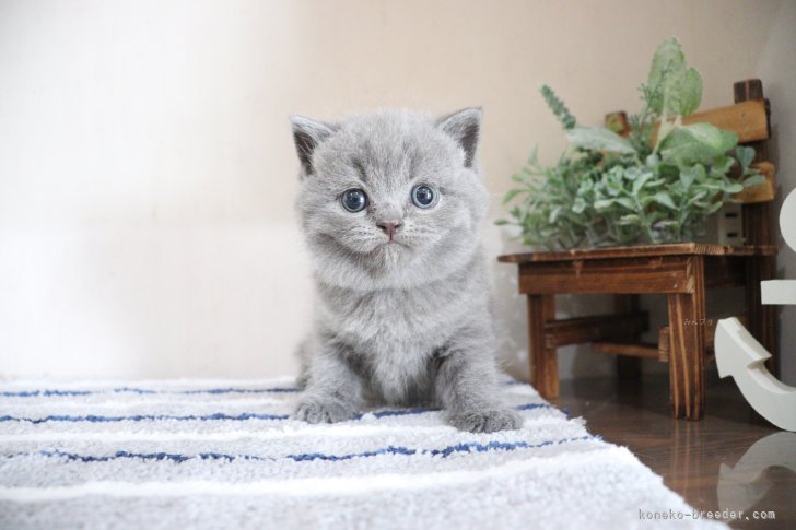 大嶽頼子ブリーダーのブログ：どんどんまんまるに♡スコティッシュの仔猫ちゃん(o^^o)