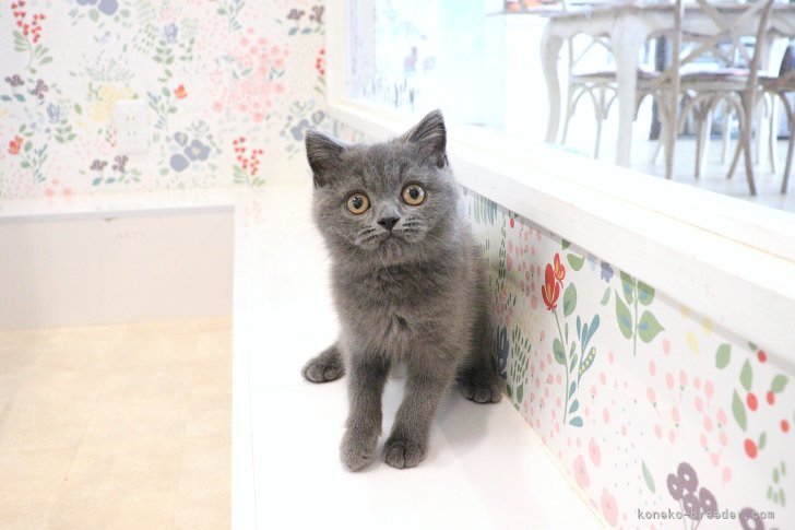 大嶽頼子ブリーダーのブログ：優しく見守るお兄ちゃん♪スコティッシュの仔猫ちゃん(*´ｪ｀*)
