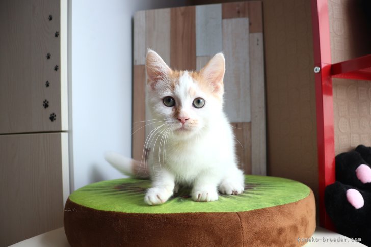 大嶽頼子ブリーダーのブログ：いろんなことに興味津々☆遊び盛りなマンチカンの仔猫ちゃん(≧∀≦)