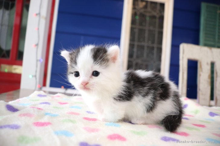 大嶽頼子ブリーダーのブログ：今までの成長を一気見！！マンチカンの仔猫ちゃん＼(^_^)／