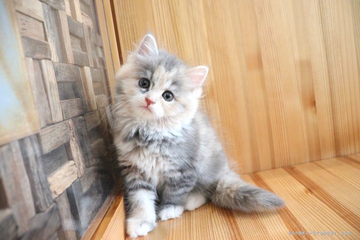 大嶽頼子ブリーダーのブログ：ぴょんぴょん跳ねて遊ぶ♪楽しそうなマンチカンの仔猫ちゃん（。・ω・。）