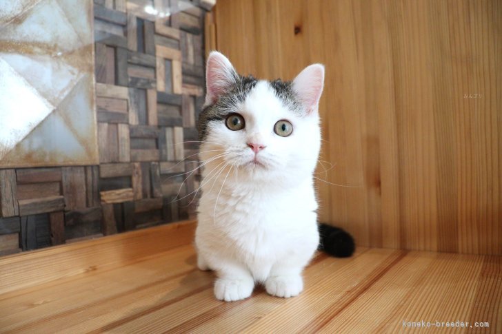 大嶽頼子ブリーダーのブログ：ず～っとあまえんぼちゃん♡ハチワレのマンチカンの仔猫ちゃん(*^_^*)