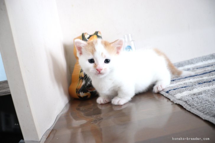 大嶽頼子ブリーダーのブログ：この子もデビューしましたよ～☆困り顔のマンチカンの仔猫ちゃん(>_< )