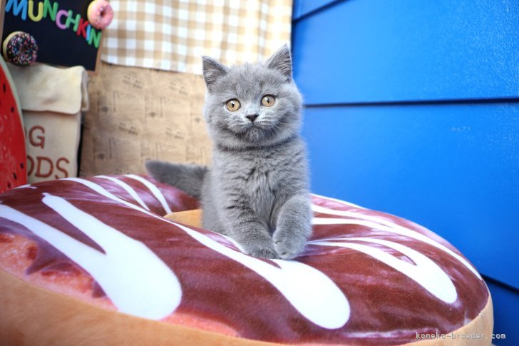大嶽頼子ブリーダーのブログ：外の景色に釘付け♪ま～るいお顔のスコティッシュの仔猫ちゃん(〃'▽'〃)