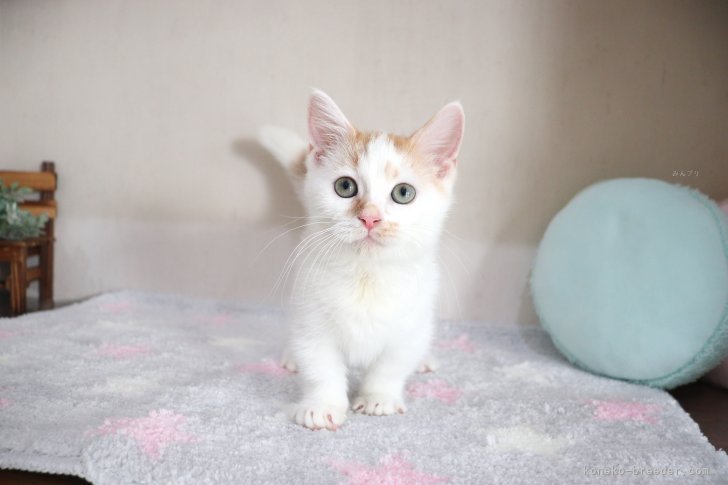 大嶽頼子ブリーダーのブログ：とびっきりのあまえんぼちゃん♡マンチカンの仔猫ちゃん(●´ω`●)