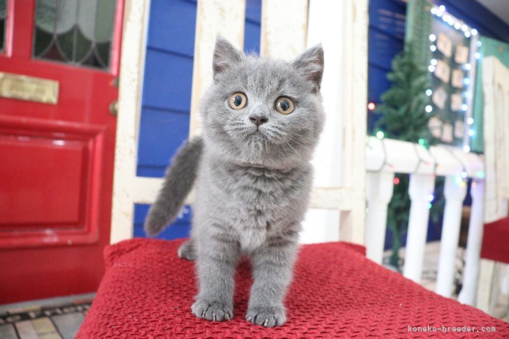 大嶽頼子ブリーダーのブログ：今日お迎えいただきました♬スコティッシュの仔猫ちゃん(^O^)v
