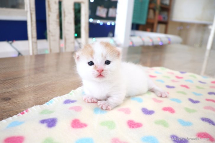 大嶽頼子ブリーダーのブログ：おなかを見せて遊びだす♬マンチカンの赤ちゃんヾ(*´∀｀*)