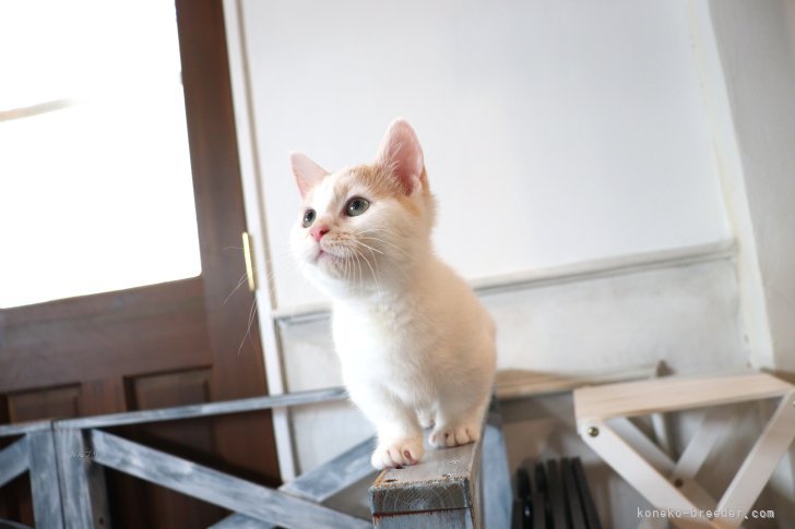 大嶽頼子ブリーダーのブログ：歩くとついてくる♬かまってちゃんなマンチカンの仔猫ちゃん(●´∀`●)