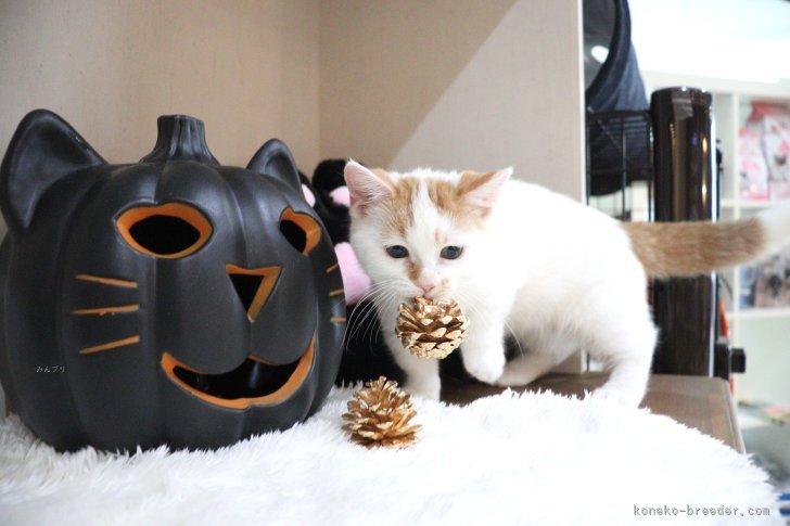 大嶽頼子ブリーダーのブログ：装飾をくわえてどこ行くの！？マンチカンの仔猫ちゃんヾ(*´∀｀*)