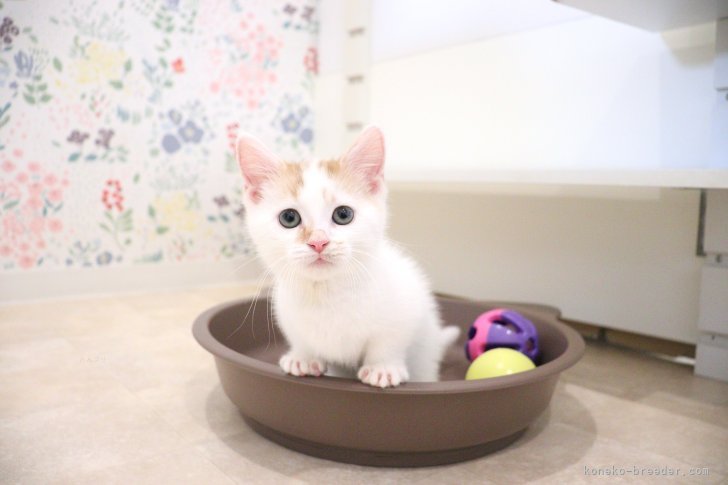 大嶽頼子ブリーダーのブログ：仔猫ちゃん部屋からお出迎え♪マンチカンの仔猫ちゃん(^-^)