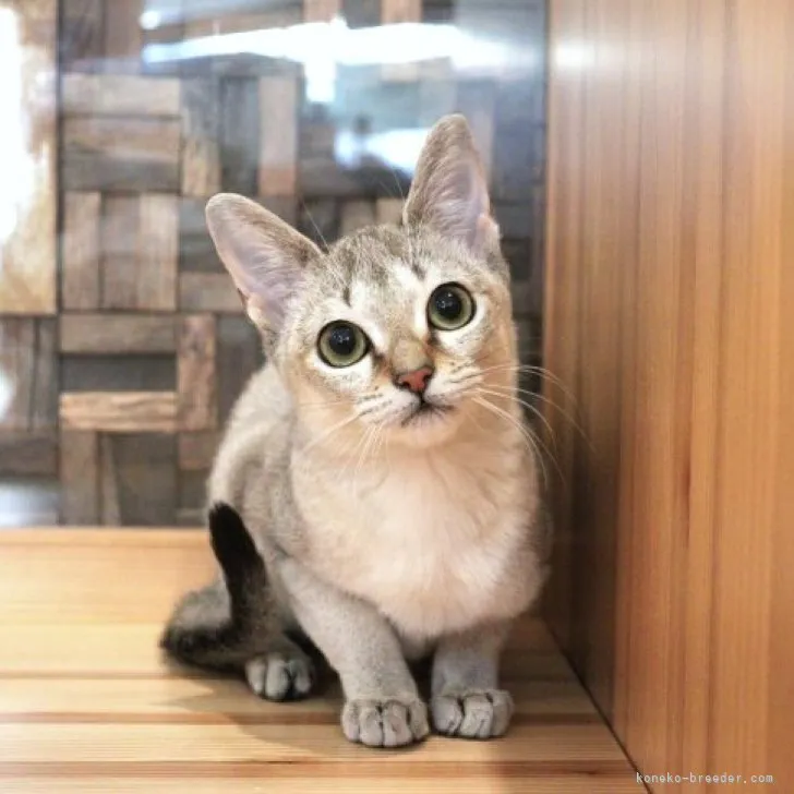 ID:2311-00916の子猫