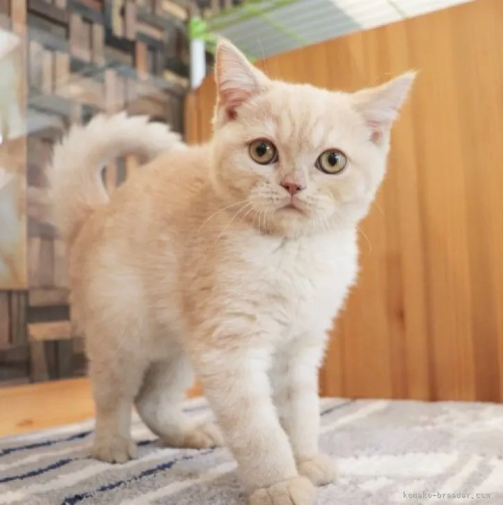 ID：2304-03558の子猫