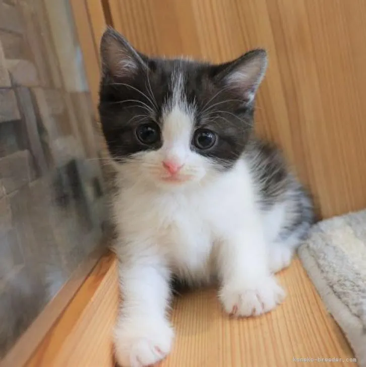ID：2208-02809の子猫