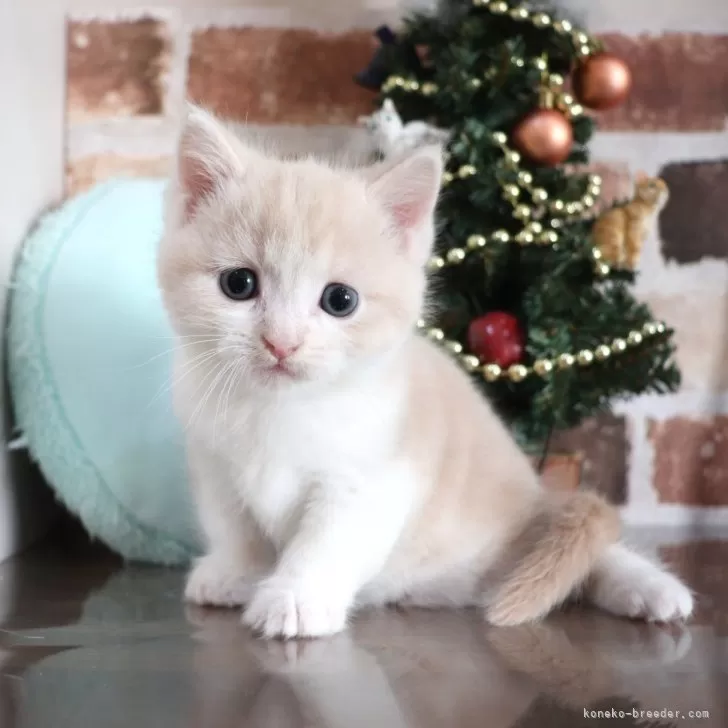 ID：2412-01031の子猫