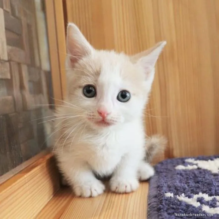 ID：2303-00893の子猫