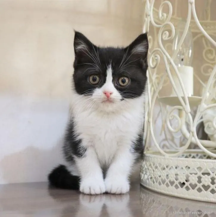 ID:2302-00296の子猫