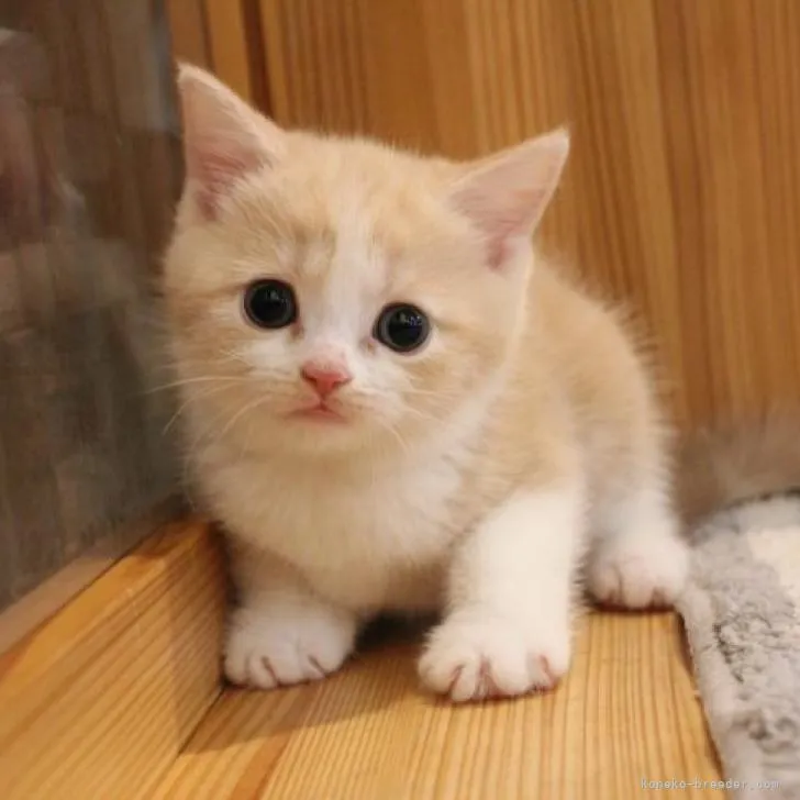 ID：2208-02806の子猫